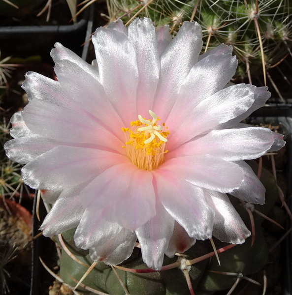 DSC08264Thelocactus lloydii v. roseiflorus