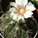 DSC08266Gymnocalycium nigriareolatum