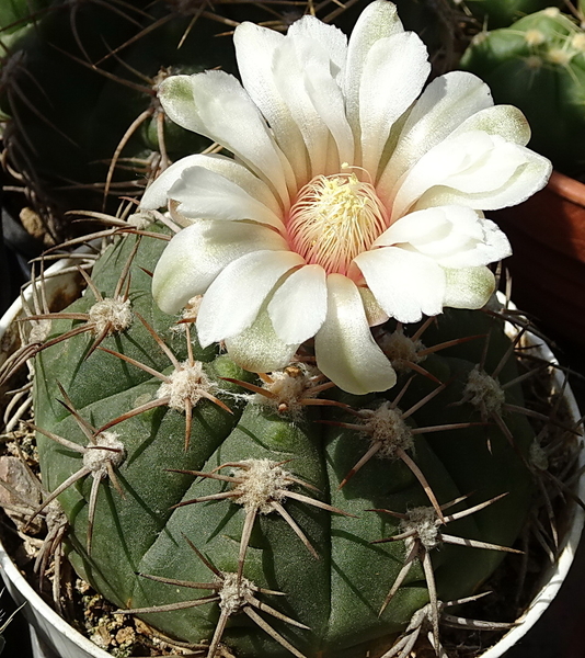 DSC08266Gymnocalycium nigriareolatum