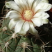 DSC08267Gymnocalycium nigriareolatum