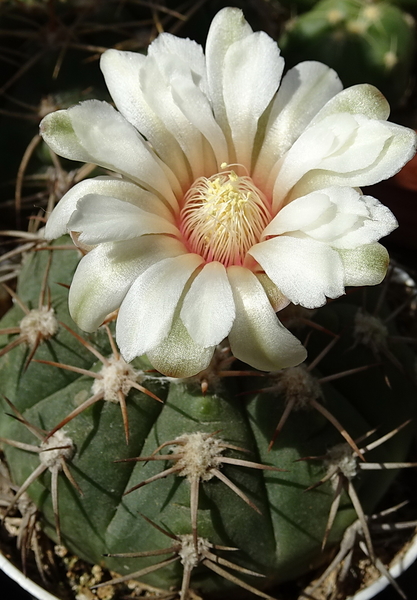 DSC08267Gymnocalycium nigriareolatum