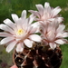 DSC08268Gymnocalycium friedrichii