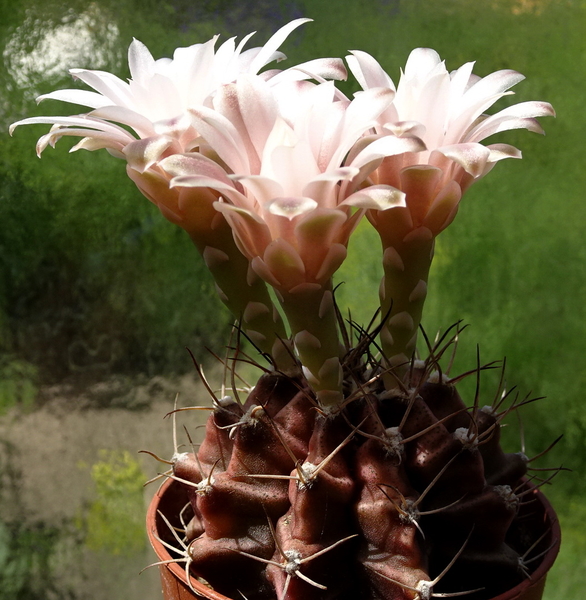 DSC08269Gymnocalycium friedrichii