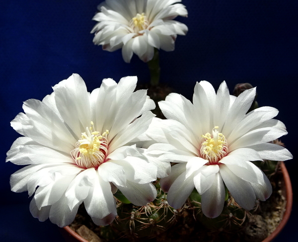 DSC08270Gymnocalycium mesopotamicum LB 612