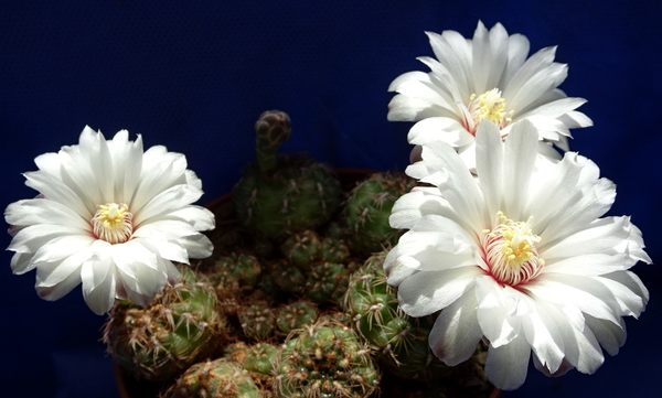 DSC08271Gymnocalycium mesopotamicum LB 612