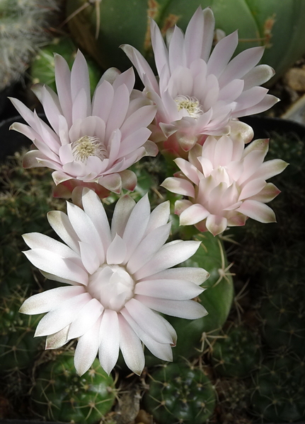 DSC08272Gymnocalycium damsii v. tucavocense