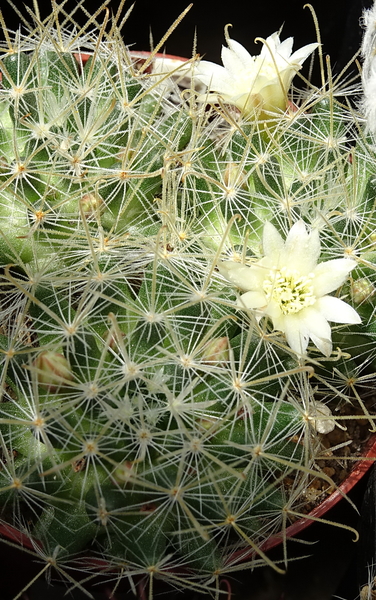 DSC08275Mammillaria nazasensis