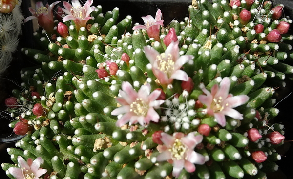 DSC08276Mammillaria painteri