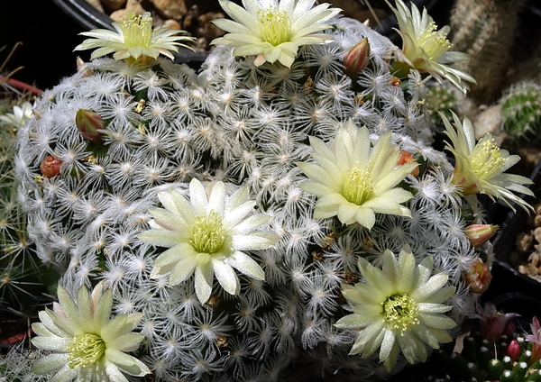 DSC08277Mammillaria crinita ssp. duweii