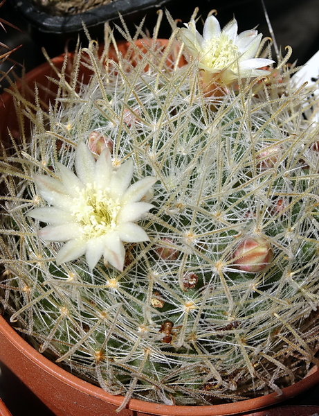 DSC08278Mammillaria pennispinosa v. nazasensis