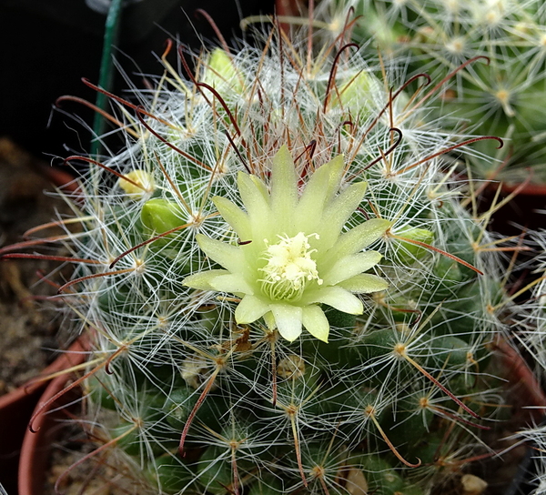 DSC08279Mammillaria bocasana ssp. kunzeana