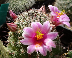 DSC08281Mammillaria grahamii v. oliviae SB1874