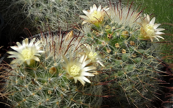 DSC08280Mammillaria bocasana