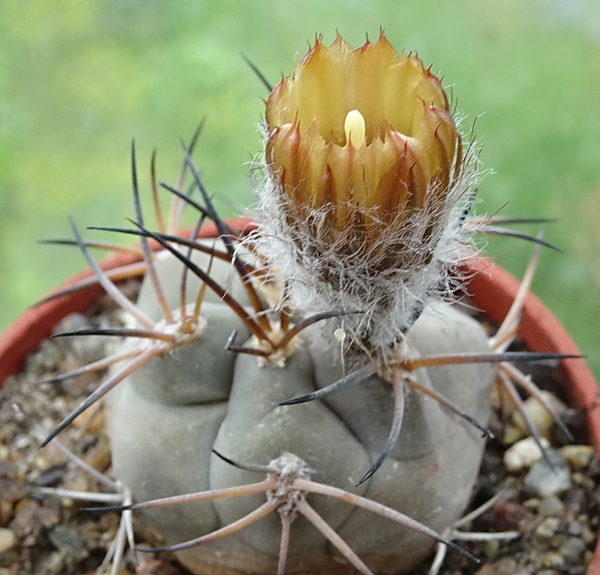 DSC08306 Pyrrhocactus vertogenii LF139