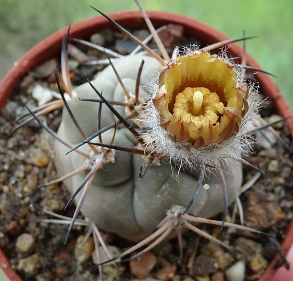 DSC08307 Pyrrhocactus vertogenii LF139