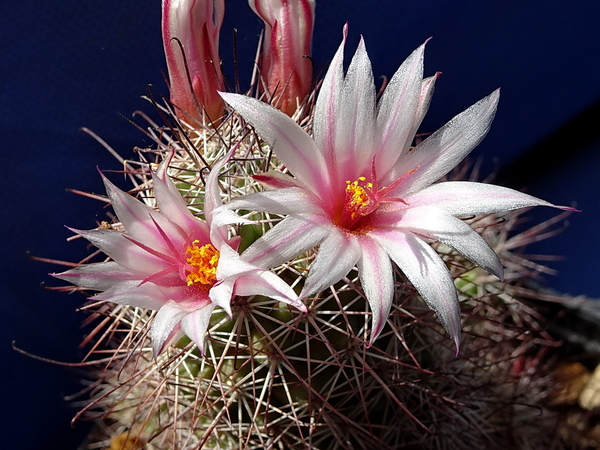 Mammillaria albicans ssp. fraileana