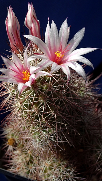 Mammillaria fraileana