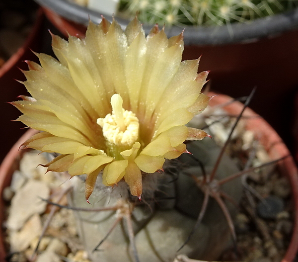 DSC08406Pyrrhocactus vertogenii LF139