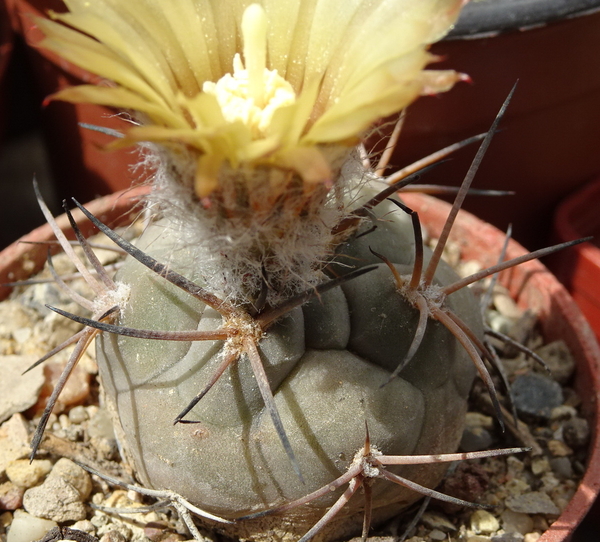 DSC08407 Pyrrhocactus vertogenii LF139