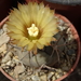 DSC08408 pyrrhocactus vertogenii LF139