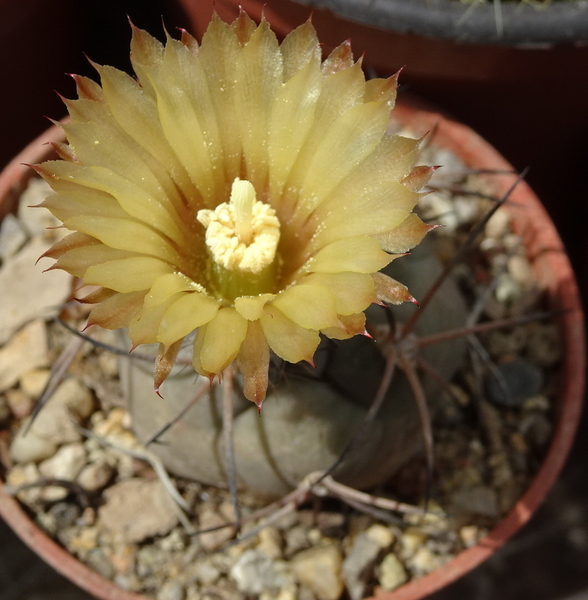 DSC08408 pyrrhocactus vertogenii LF139