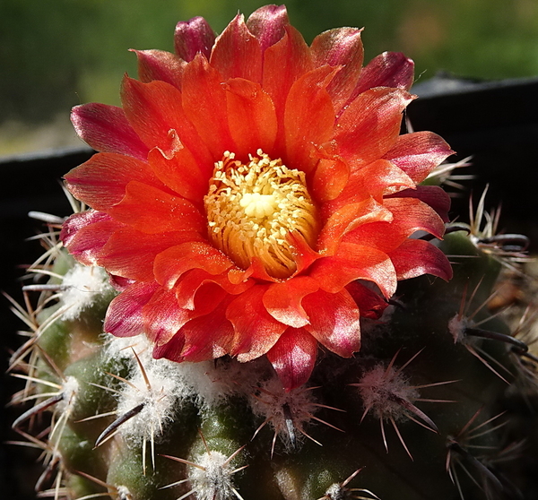 Parodia subterranea v. ladae