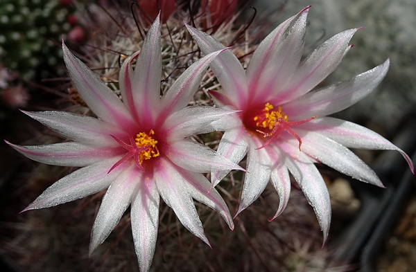 Mammillaria albicans ssp. fraileana