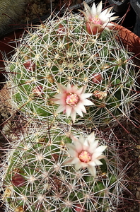 Mammillaria fittkaui ssp. mathildae