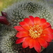 DSC08494Rebutia wessneriana cv. Ruby