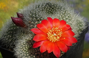 DSC08494Rebutia wessneriana cv. Ruby