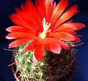 DSC08572Parodia glischrocarpa f. cebilarensis TB417.1