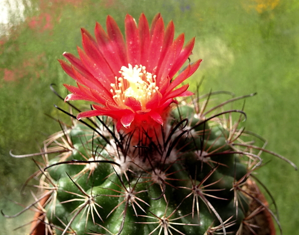 DSC08590Parodia culpiniensis