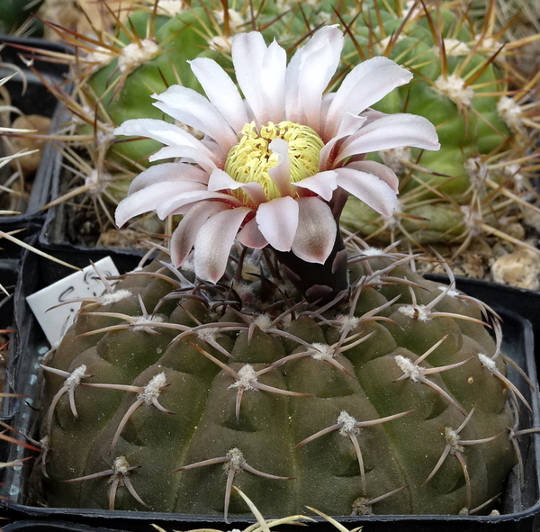 DSC08596Gymnocalycium ochoterenae v. cinereum