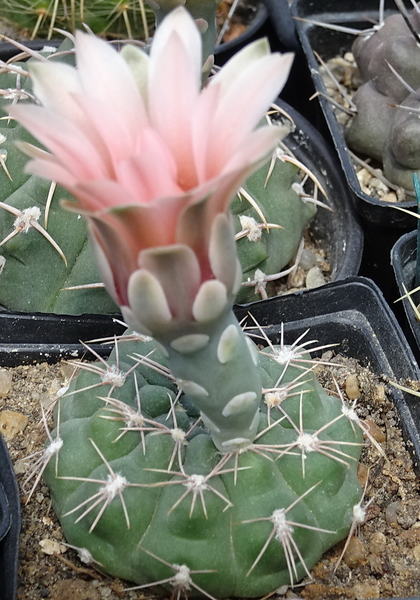 DSC08598Gymnocalycium spegazzinii MT 07-102