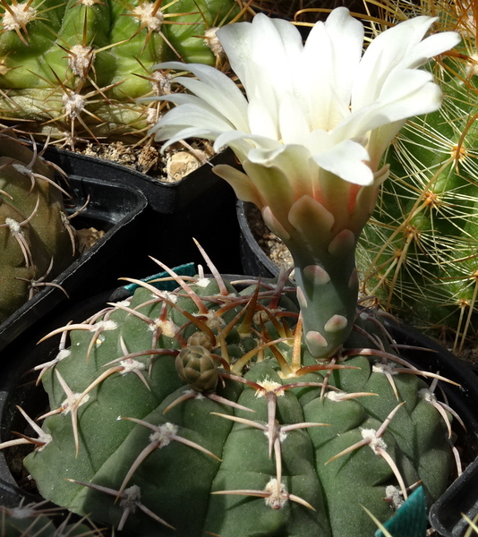 DSC08600Gymnocalycium vatteri WR 110