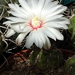 DSC08601Gymnocalycium mesopotamicum LB 612