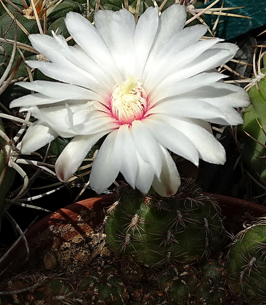 DSC08601Gymnocalycium mesopotamicum LB 612