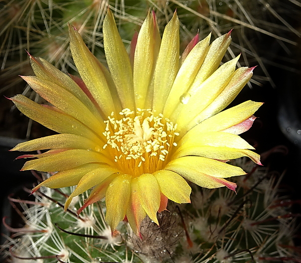 DSC08606Parodia setifera varieta ME97