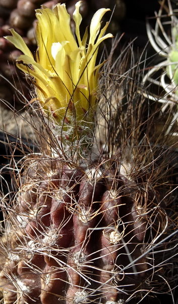 DSC08609Neoporteria flaviflora FR 212A