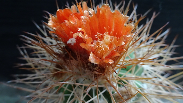 DSC08682Parodia camargensis