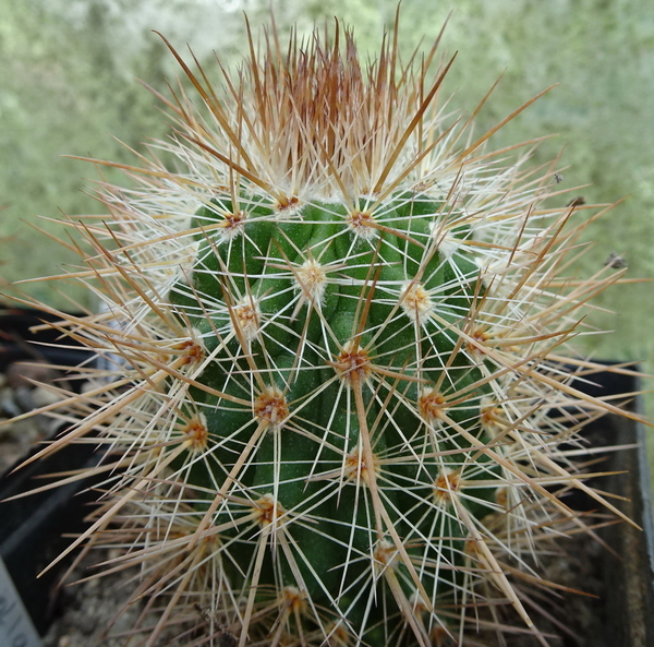 DSC08687Parodia tilcarensis LH569