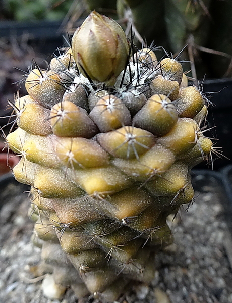 DSC08693Copiapoa