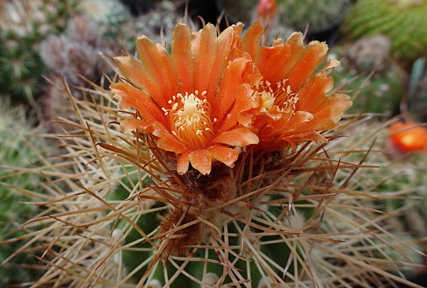 DSC08734Parodia camargensis