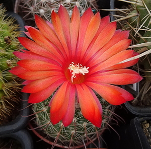 DSC08735Parodia glischrocarpa f. cebilarensis TB417.1