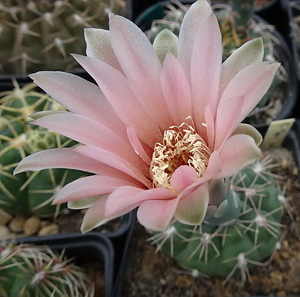 DSC08736Gymnocalycium spegazzinii MT 07-102