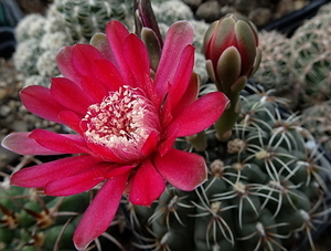 DSC08737Gtmnocalycium baldianum