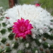 DSC08741Mammillaria polythele v. inermis