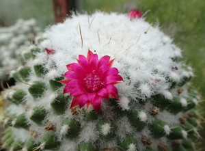 DSC08741Mammillaria polythele v. inermis