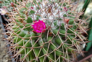 DSC08740Mammillaria polythele