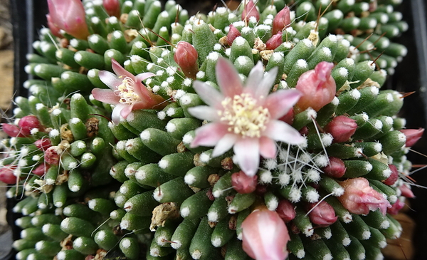 DSC08742Mammillaria painteri monstruosa